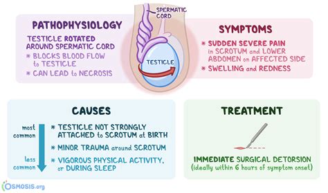 is torsion of the testes an emergency|testicular torsion after treatment.